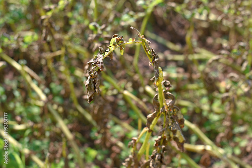 Tableau sur toile Potato plant suffering from late blight disease, dried and withered brown leaves against blurred background of an infected agricultural field