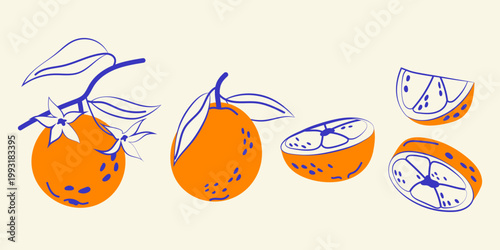 Whole and slices juicy oranges. Bright citrus set for food packaging, menus and healthy lifestyle design.