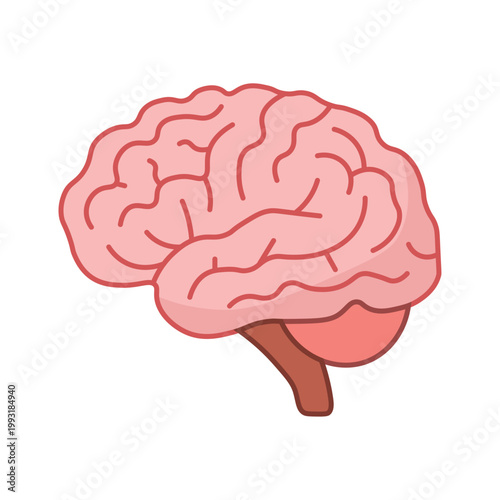 Human brain vector illustration isolated on white background