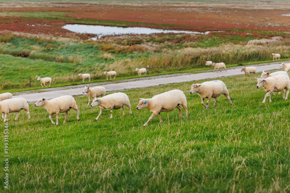 Fototapeta premium Many grazing sheep in herd scene on dyke lush green field pasture meadow grassland at North Sea coast East Frisia Lower Saxony Germany. Scenic german livestock rural countryside landscape view