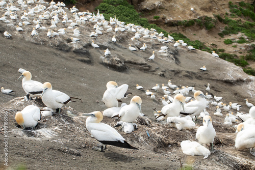 Gannet seabirds with chicks on coastal cliff with colony in background New Zealand