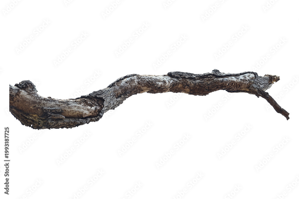 Fototapeta premium Natural branch, single branch, tree branch
