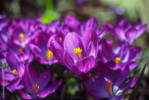 Blooming spring plant Crocus
