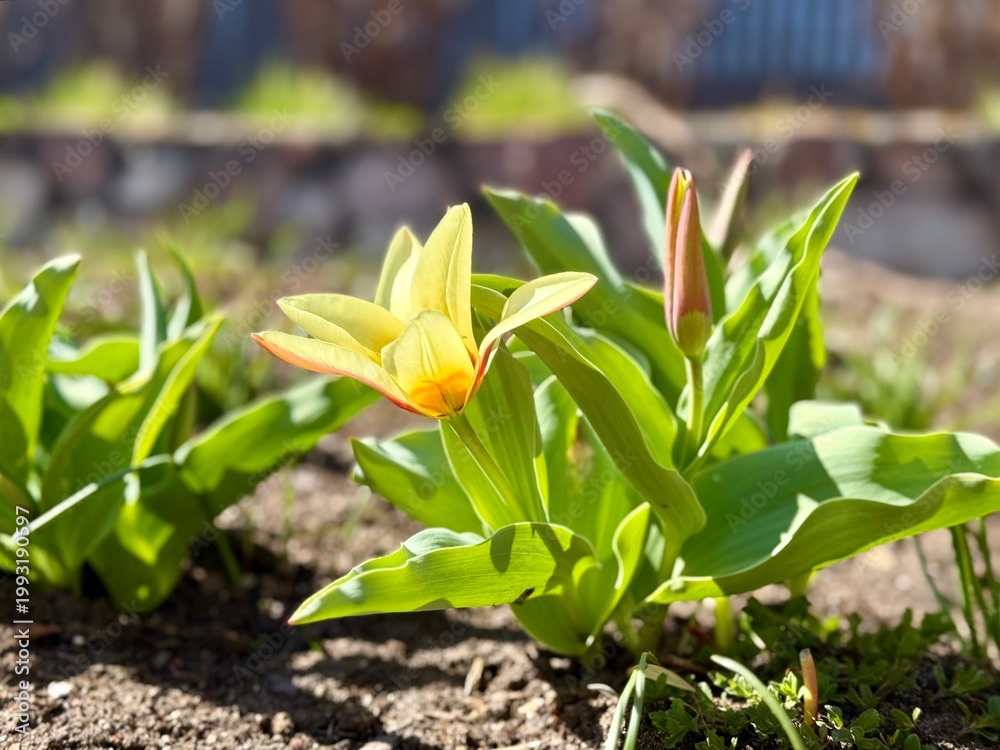 Obraz premium Pale yellow tulip blooming in spring garden bed with fresh green leaves. Sunlit Tulipa flower emerging from soil with soft background and seasonal renewal theme.