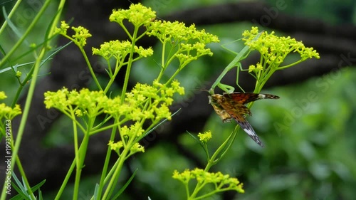 ヒョウモンチョウを食べるカマキリ