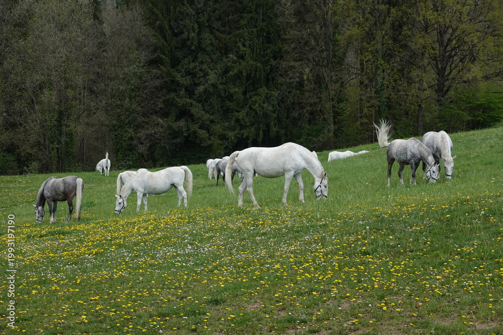 Obraz premium Lipizzaner on the pasture in spring . Lipizzaner auf der Weide im Frühjahr
