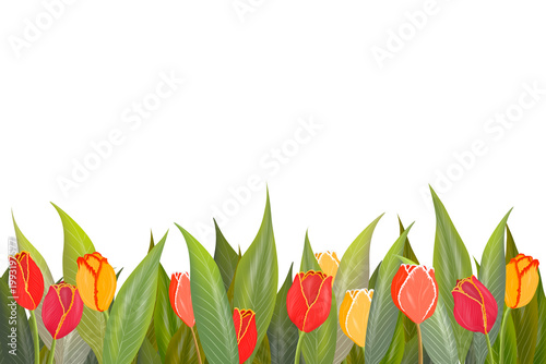Multicolored tulips with green leaves isolated on a white background. A floral pattern serves as a frame below.
