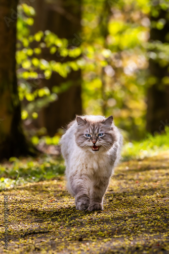 A stray fluffy Neva Masquerade cat, a breed of Siberian cat, with a seal tabby point and blue eyes, is running along a forest path.