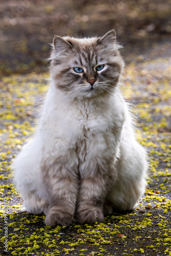 A stray fluffy Neva Masquerade cat, a breed of Siberian cat, with a seal tabby point and blue eyes, is sitting on a forest path.