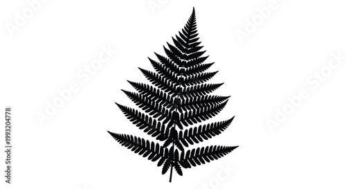 A detailed black fern frond is prominently displayed as a striking silhouette