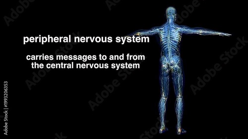 Peripheral nervous system and its division.