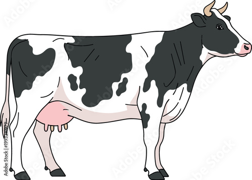 Holstein dairy cow standing side view farm animal livestock illustration detailed black and white spotted cattle vector isolated on white background