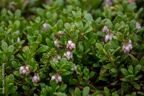 Blooming bearberry (Arctostaphylos uva-ursi) with delicate pink flowers in natural habitat