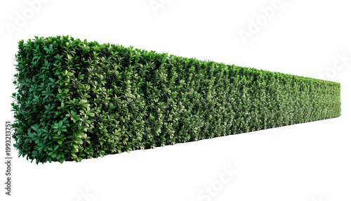 Long Trimmed Green Hedge Wall Isolated On White Background For Garden Privacy And Landscaping