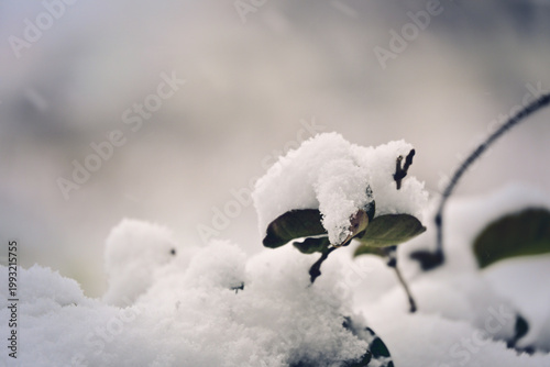 Obraz na płótnie 豪雪により、植物達に雪が積もり冬を感じる