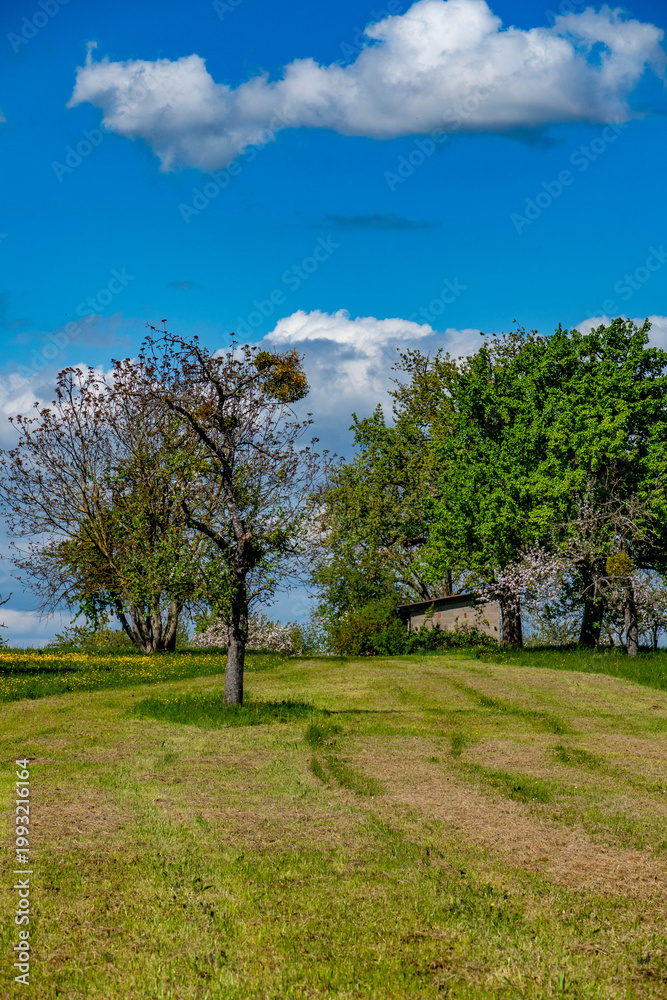 Fototapeta premium Frisch gemähtes Baumgrundstück im Frühling