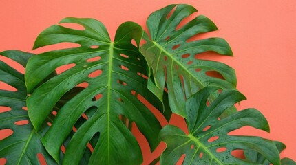 Large lush monstera leaves on a vibrant coral background, tropical botanical design with fresh modern energy and bold contrast, realistic detail, no logos