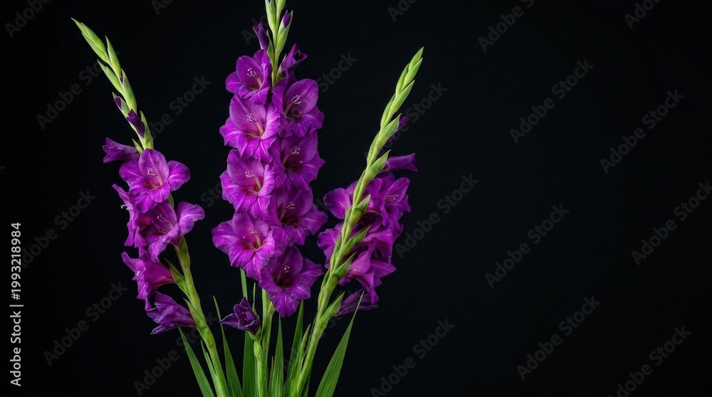 Obraz premium Vibrant purple gladiolus blooms rising with lush green stems against a deep black background with open copy space, dramatic contrast light, elegant botanical atmosphere, ultra-realistic, no logos.