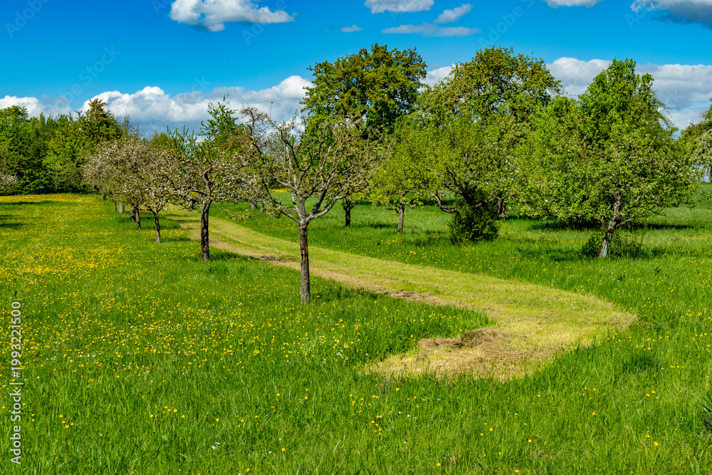 Fototapeta premium Frisch gemähtes Baumgrundstück im Frühling