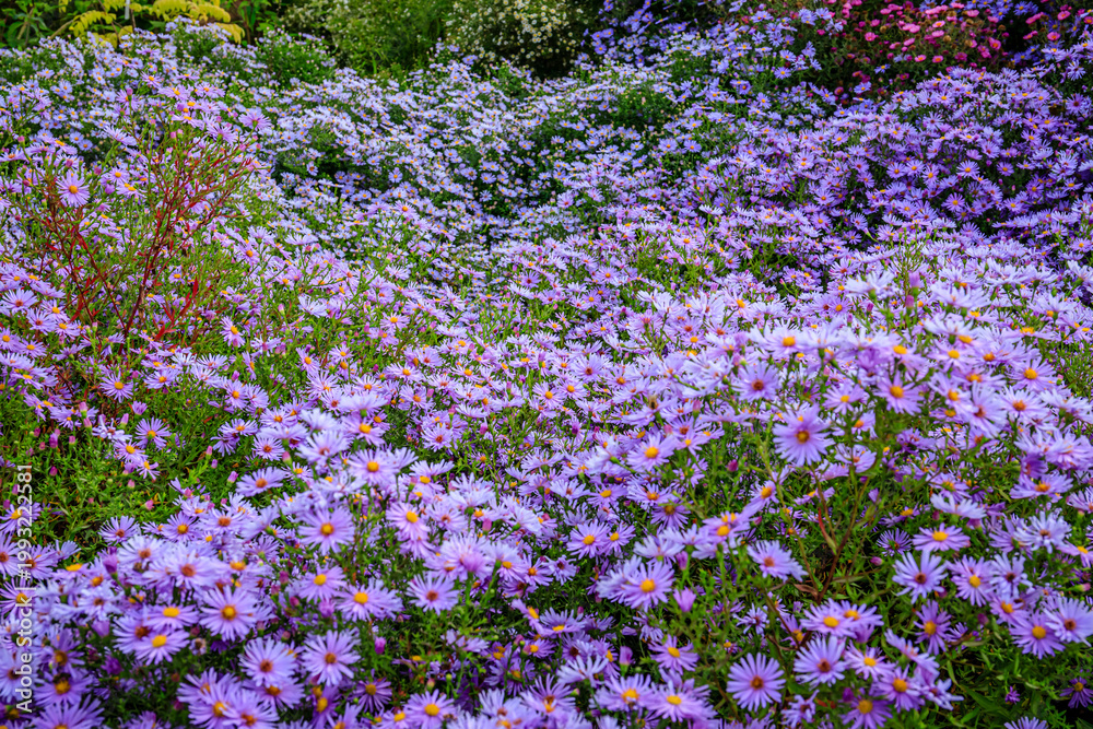 Fototapeta premium Flowers bloom in a garden with purple petals during spring time