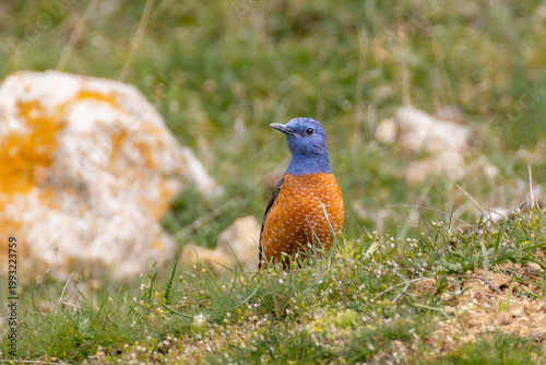 A colorful Common Rock Thrush (Monticola saxatilis) perched on a rock in its natural mountainous habitat, captured in soft natural light with.