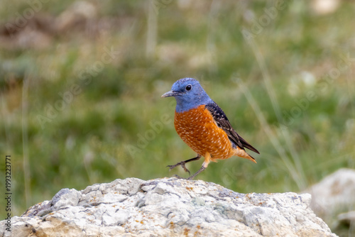 A colorful Common Rock Thrush (Monticola saxatilis) perched on a rock in its natural mountainous habitat, captured in soft natural light with.
