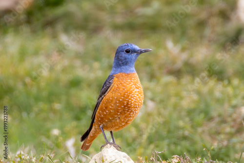 A colorful Common Rock Thrush (Monticola saxatilis) perched on a rock in its natural mountainous habitat, captured in soft natural light with.