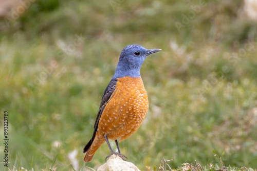 A colorful Common Rock Thrush (Monticola saxatilis) perched on a rock in its natural mountainous habitat, captured in soft natural light with.