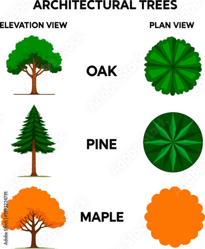 Create a kinds of deferent Trees in elevation and plan view for use in architectural drawings vector art with white background.

