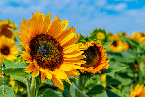 Quadro su tela Sunflowers bloom in a field under a blue sky in the afternoon sun during the sum