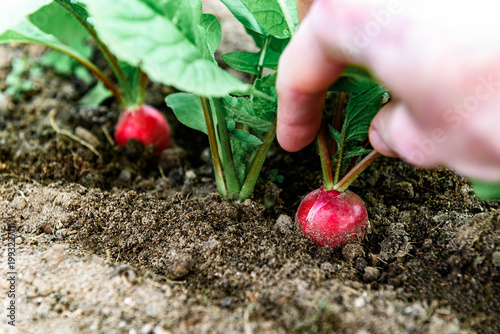 Fresh red radish growing in the soil in a greenhouse in spring.