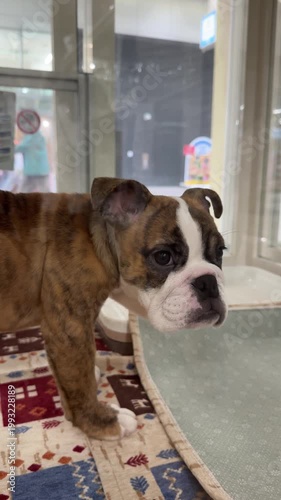 a small brindle and white bulldog puppy stands indoors on a patterned mat, gazing forward with a curious, slightly shy expression. its wrinkled face and floppy ears add to its adorable charm. pet shop