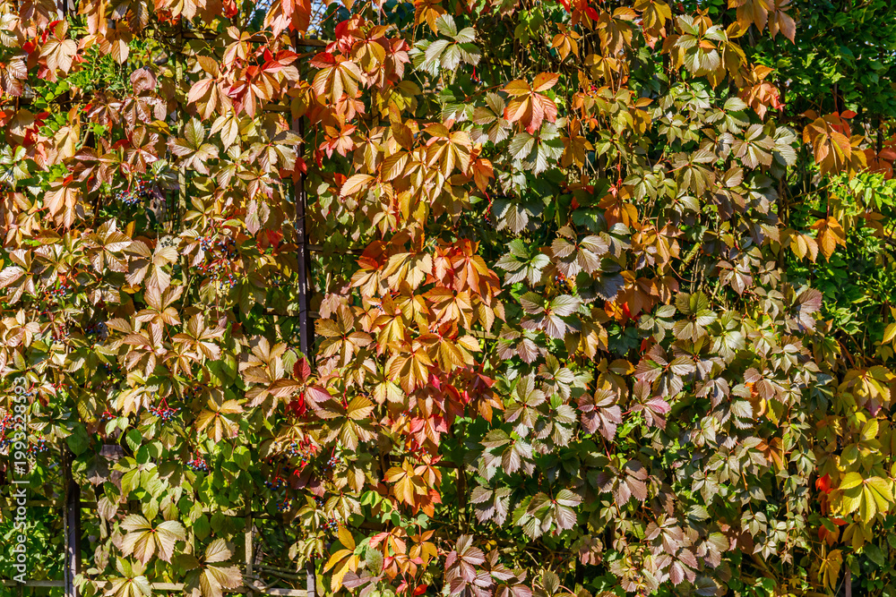 Fototapeta premium Colorful autumn leaves on a wall in a garden during a sunny day in October providing a seasonal view