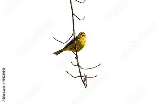 Palm Warbler, Setophaga palmarum, makes an appearance for Spring migration on a sunny afternoon