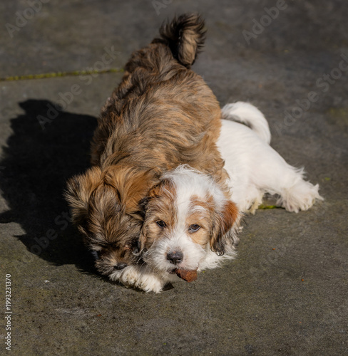 dogs lying on the floor