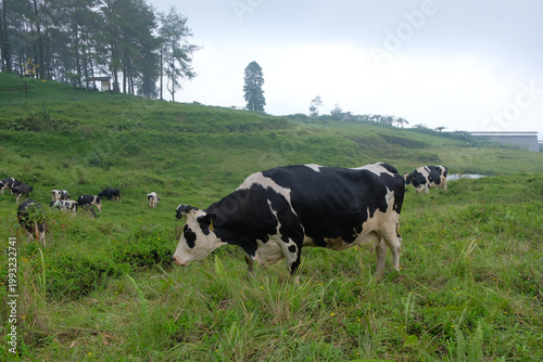 A herd of black and white cows grazing on a lush green hillside near a forest, creating a peaceful rural landscape with fresh air and natural scenery.
