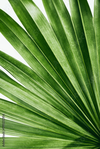 Tropical Green Leaf Closeup Vertical Summer Nature Background with Copy Space