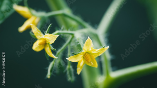 Yellow Tomato Flowers in Full Bloom Closeup with Copy Space on Green Background