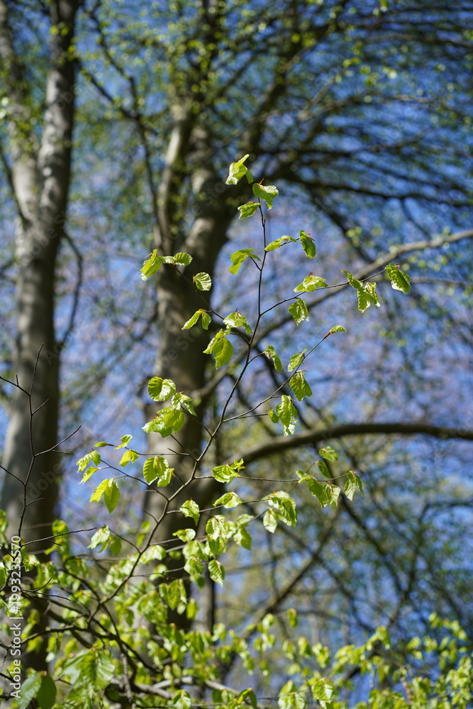 Fototapeta premium Einzelner Buchenzweig mit jungen Blättern im Frühling bei Sonnenschein