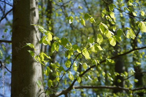Frische hellgrüne Buchenblätter im Frühling bei Sonnenschein