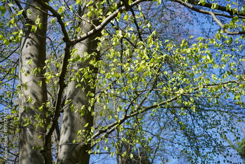 Junge Buchenblätter an Zweigen vor blauem Himmel im Frühling