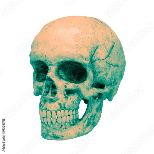 Teal and Orange Skull 3D Render – Cinematic Color Graded Human Cranium with Dramatic Lighting