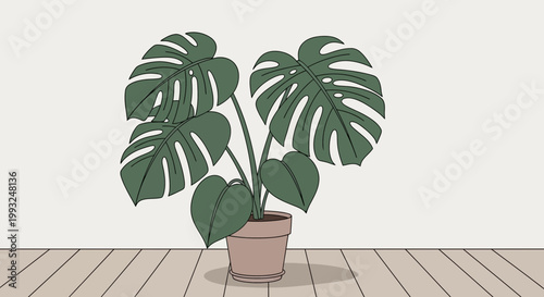 Monstera plant, potted green tropical leaf, indoor decorative foliage, houseplant
