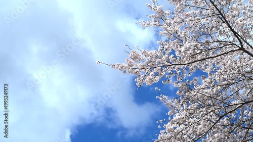 春の桜と青空