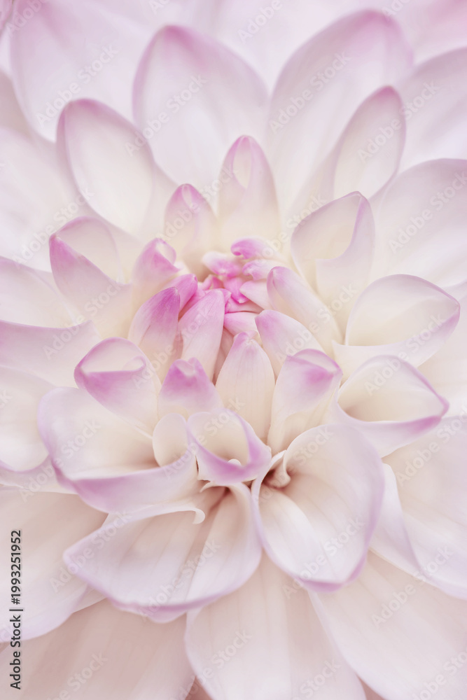Fototapeta premium Floral still life of white floral petals, natural flowering texture background. Macro photo of fresh flower dahlia. Aesthetic flower head with close up petals with light pink edges, beauty of nature.