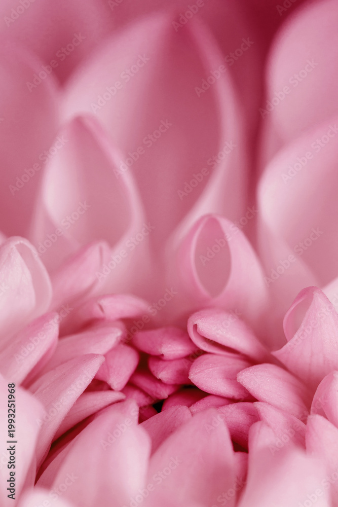Obraz premium Abstract nature pattern of flower petals pink color, nature texture as natural background or backdrop. Macro flowery texture, colored aesthetic photo of blooming dahlia petal, trend botanical design.