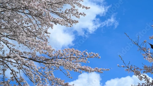 春の桜と青空