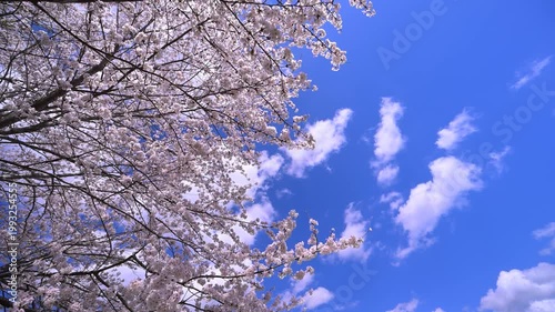 春の桜と青空
