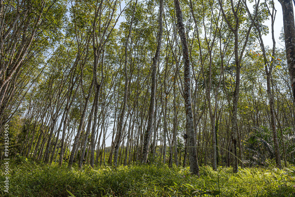 Fototapeta premium Latex rubber plantation or para rubber tree in southern Thailand