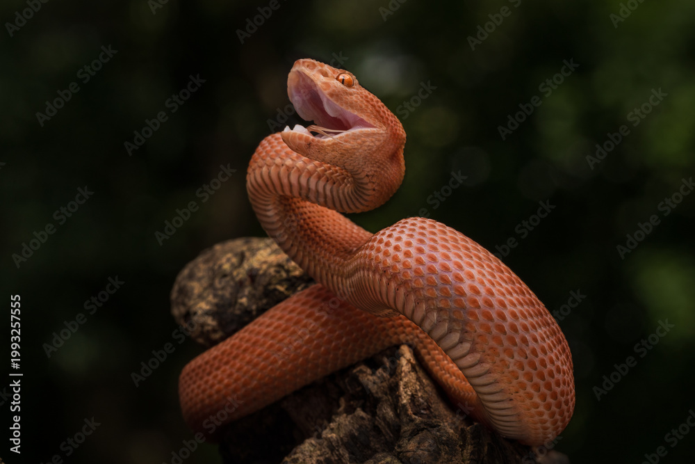 Fototapeta premium Mangrove Pit Viper also known as Trimeresurus purpureomaculatus